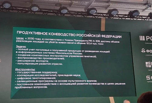кони 1